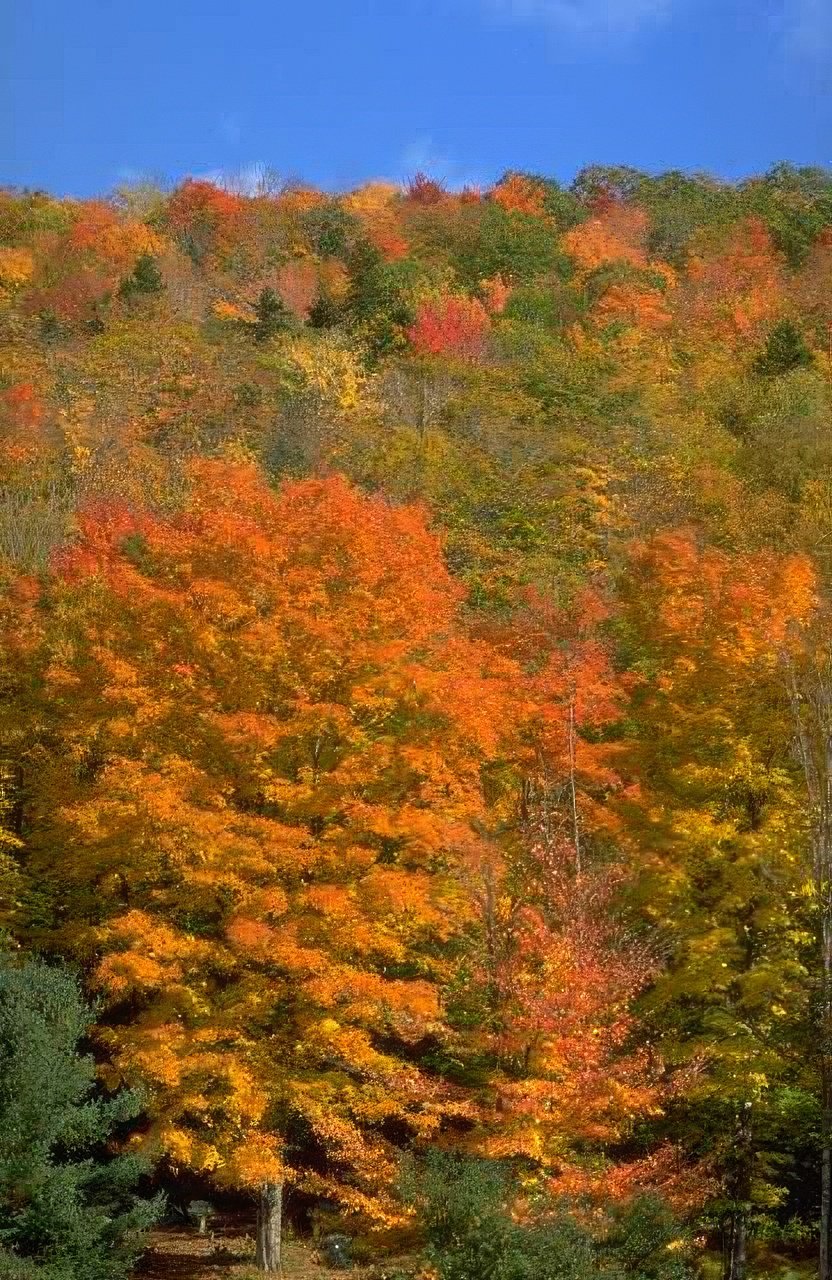 Landscape Autumn Maples Vermont A4 Photo Print