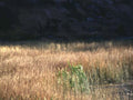Landscape Autumn Meadow Landscape A4 Photo Print