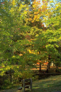 Landscape Autumn Park Bench A4 Photo Print