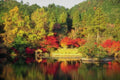 Landscape Autumn Pond Maple A4 Photo Print