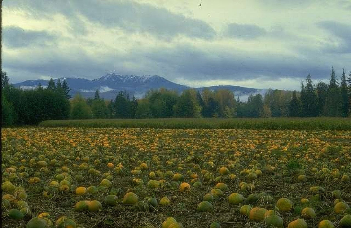 Landscape Autumn Pumpkins Mountains A4 Photo Print