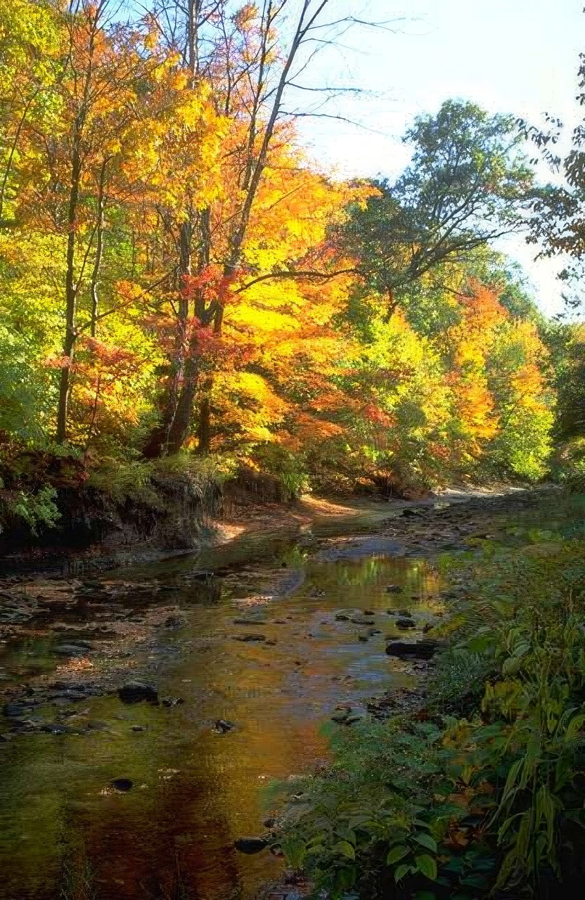 Landscape Autumn River Leaves A4 Photo Print