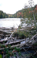Landscape Autumn River Log A4 Photo Print