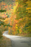 Landscape Autumn Road Forest 2 A4 Photo Print