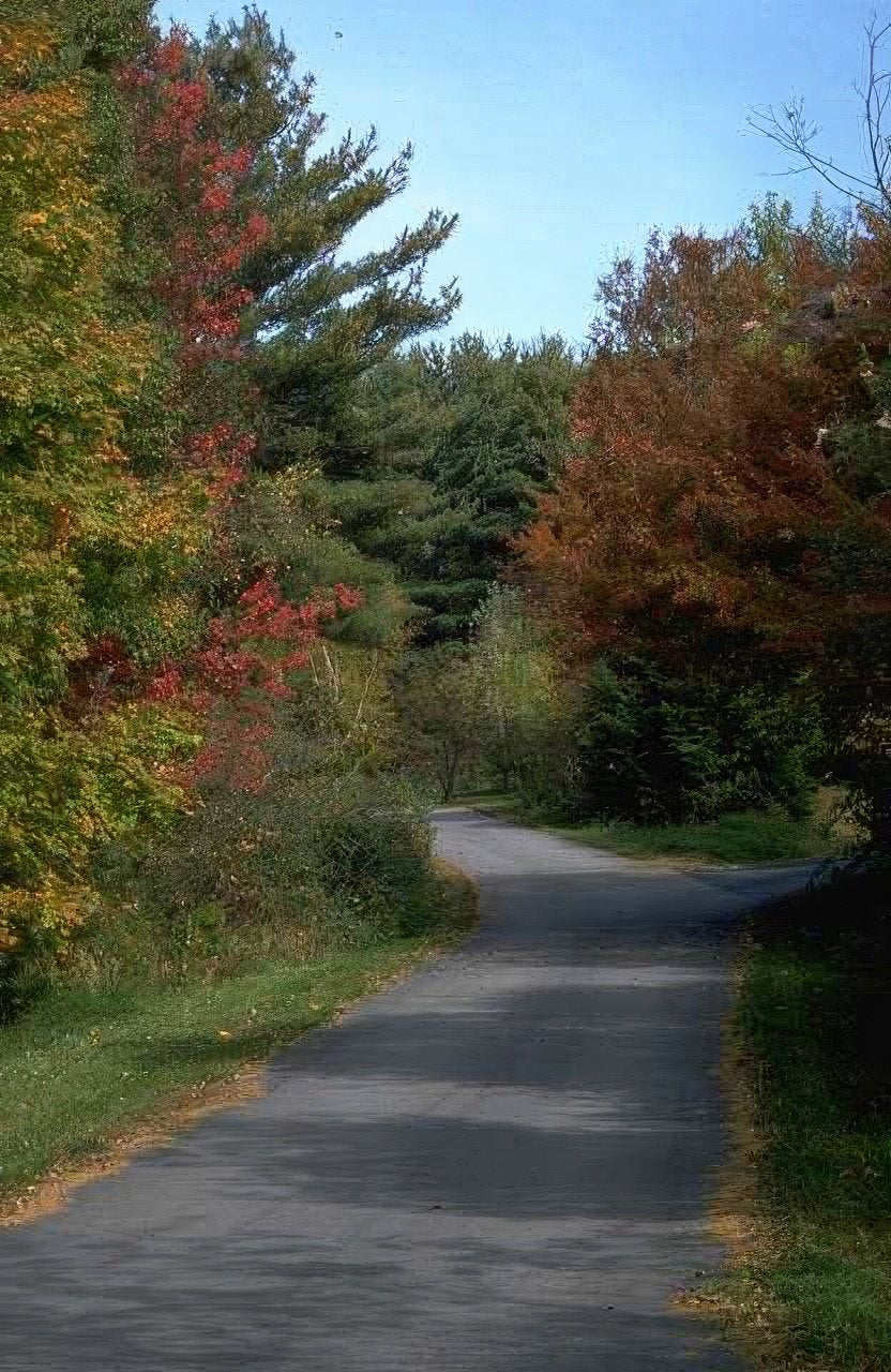 Landscape Autumn Road Forest A4 Photo Print