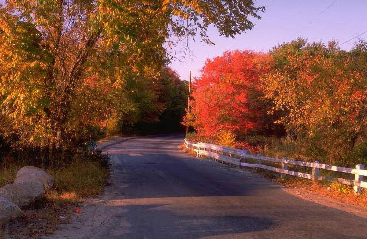 Landscape Autumn Road Maple A4 Photo Print