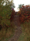 Landscape Autumn Stairway Path A4 Photo Print