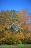Landscape Autumn Tree Leaves A4 Photo Print