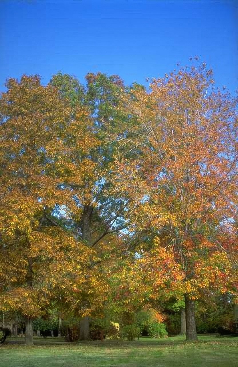 Landscape Autumn Tree Leaves A4 Photo Print