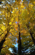 Landscape Autumn Trees Fall A4 Photo Print