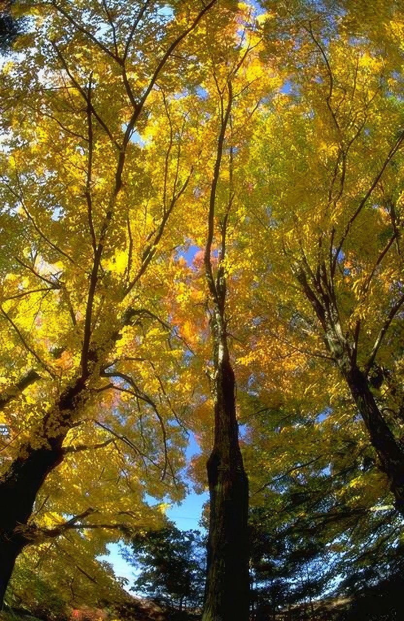 Landscape Autumn Trees Fall A4 Photo Print
