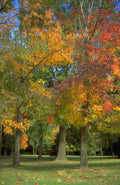 Landscape Autumn Trees Maple A4 Photo Print