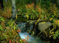 Landscape Autumn Waterfall Forest A4 Photo Print