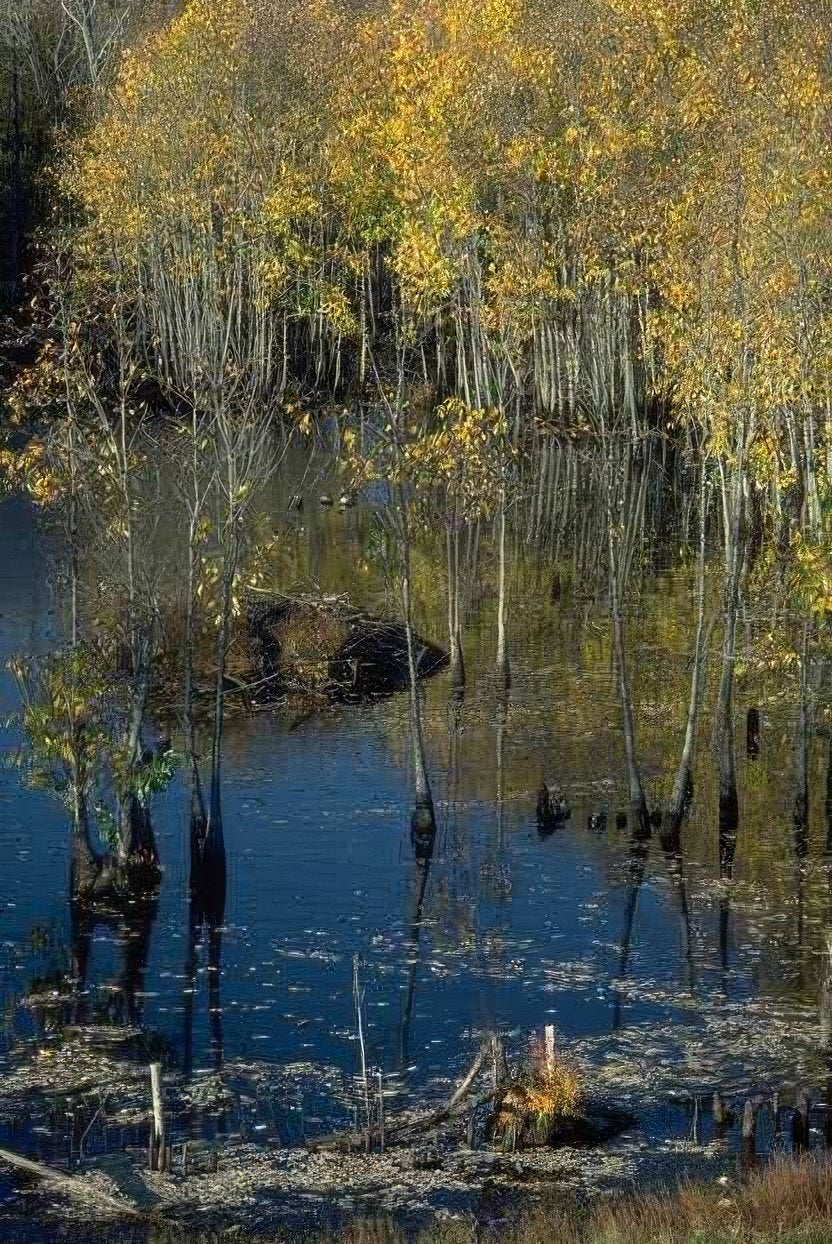 Landscape Autumn Wetland Reflects A4 Photo Print
