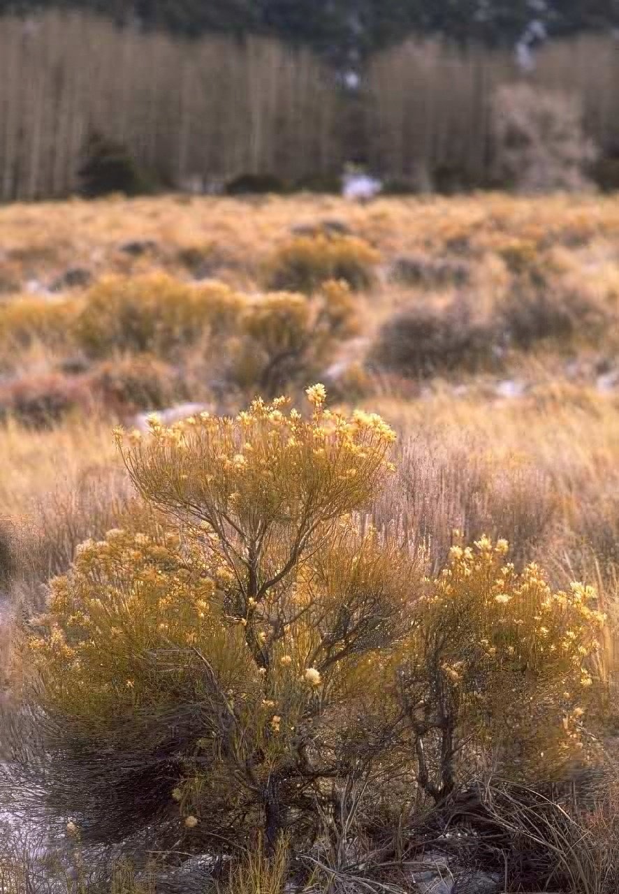 Landscape Autumn Wildflowers Rocks A4 Photo Print