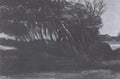 Landscape With Trees In The Wind Nuenen 1885 A4 Photo Print