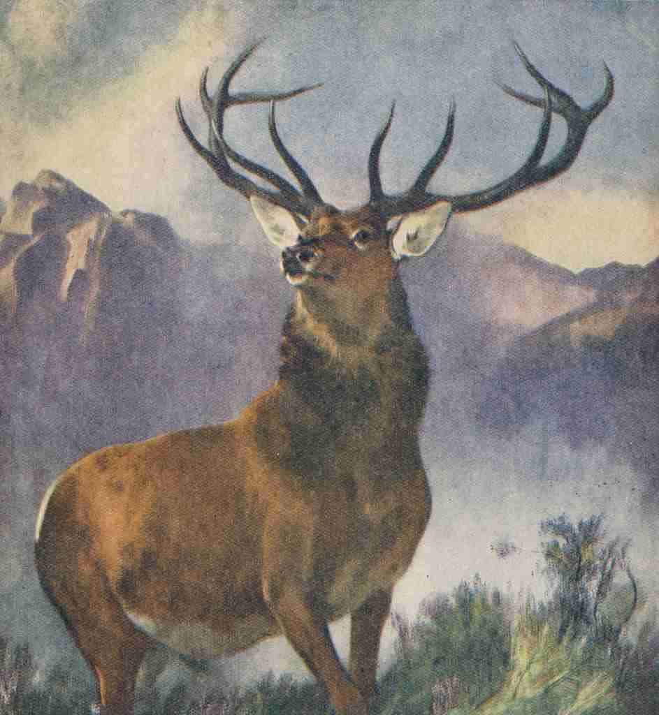 Landseer Edwin 1802 1873 The Wonder Gift Book for Children 1933 Monarch of the Glen 1851 Vintage A4 Photo Print