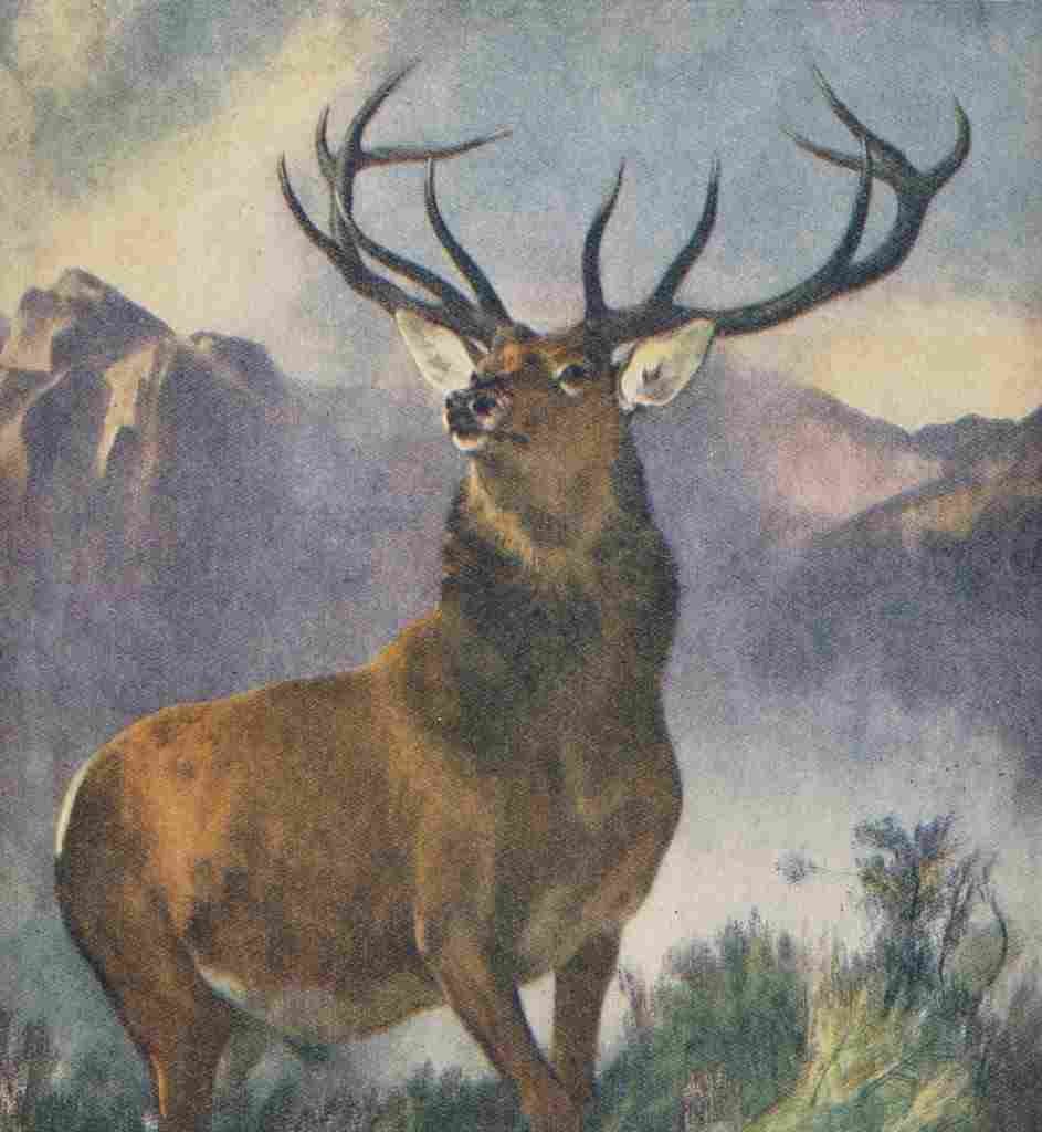 Landseer Edwin Gift Book for Children 1933 A4 Photo Print