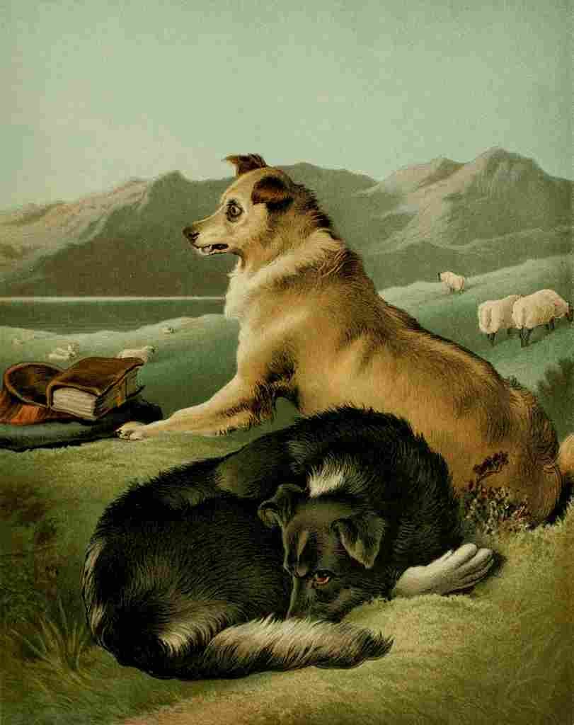 Landseer Edwin Shepherds Dog 1870 2 A4 Photo Print