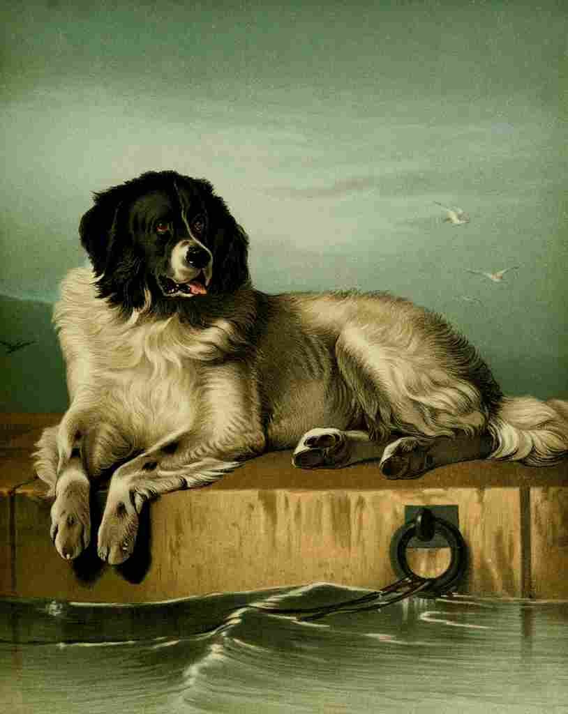 Landseer Edwin Shepherds Dog 1870 4 A4 Photo Print