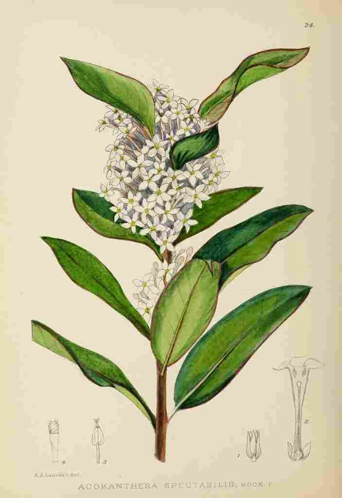 Lansdell KA 1921 Acokanthera Spectabilis A4 Photo Print