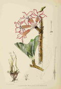 Lansdell KA 1921 Adenium Multiflorum A4 Photo Print