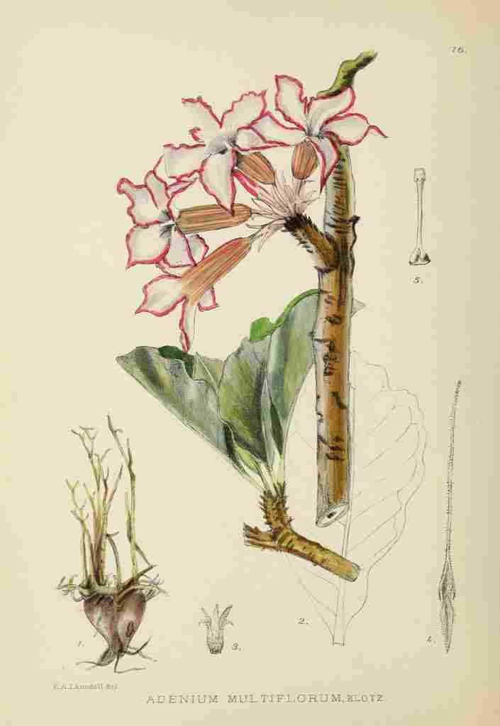 Lansdell KA 1921 Adenium Multiflorum A4 Photo Print
