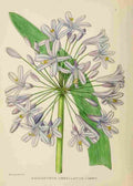 Lansdell KA 1921 Agapanthus Umbellatus A4 Photo Print