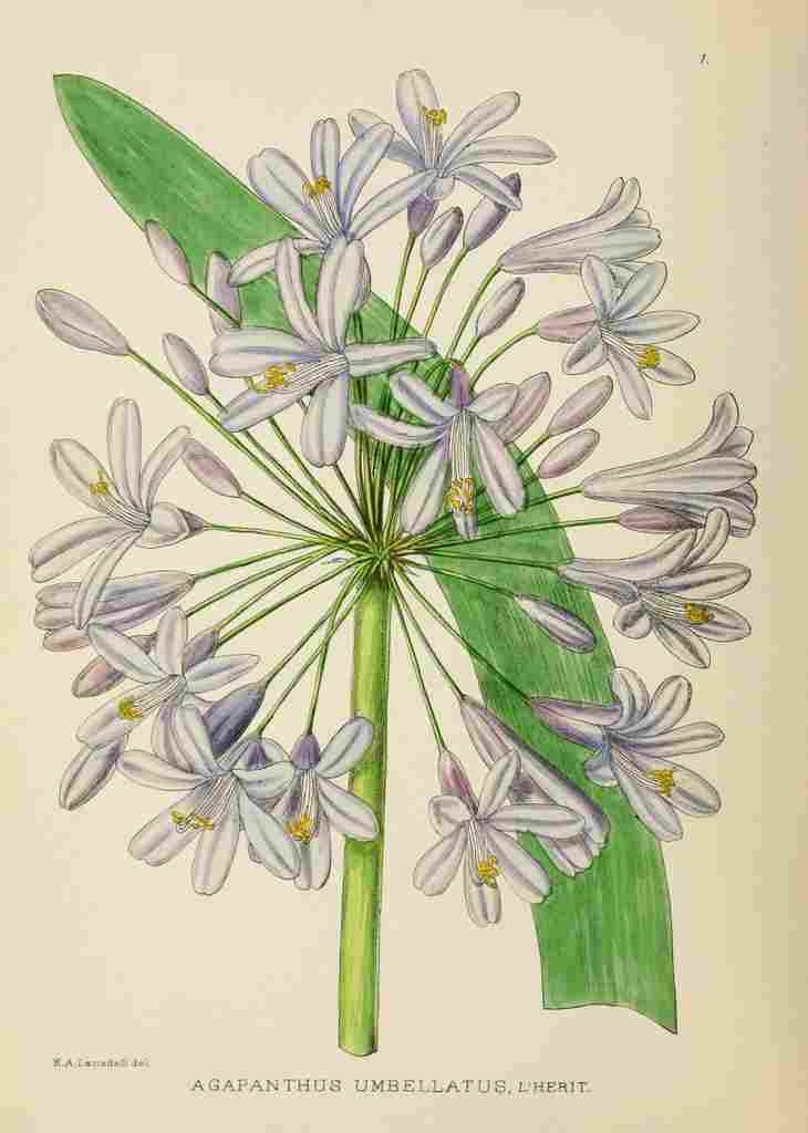 Lansdell KA 1921 Agapanthus Umbellatus A4 Photo Print