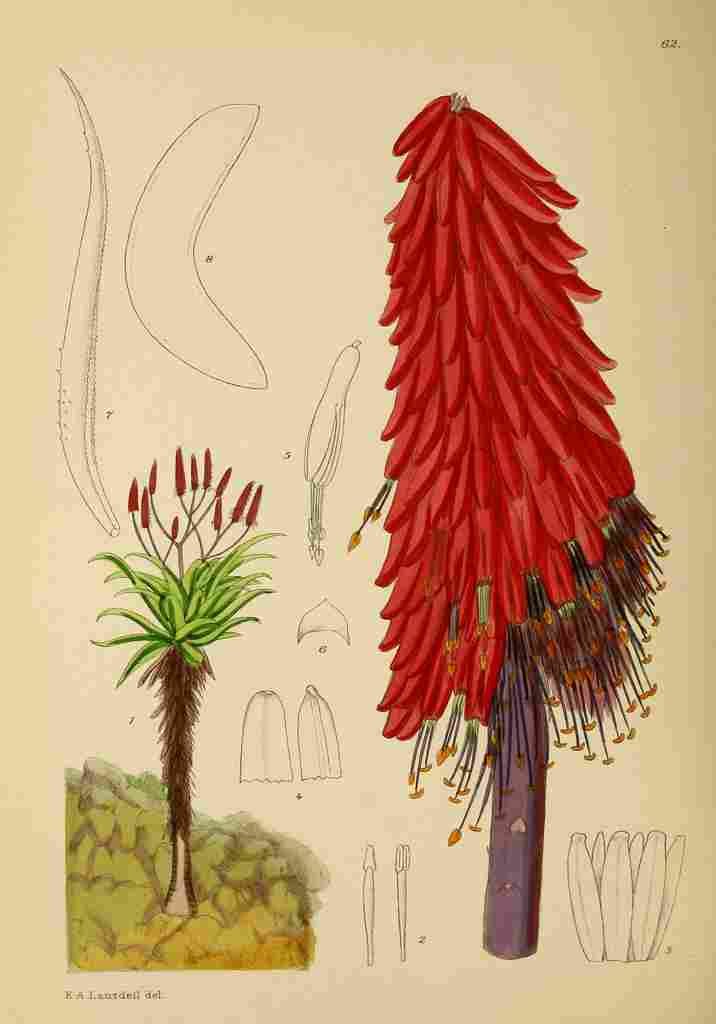 Lansdell KA 1921 Aloe Excelsa A4 Photo Print