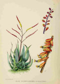 Lansdell KA 1921 Aloe Globuligemma A4 Photo Print