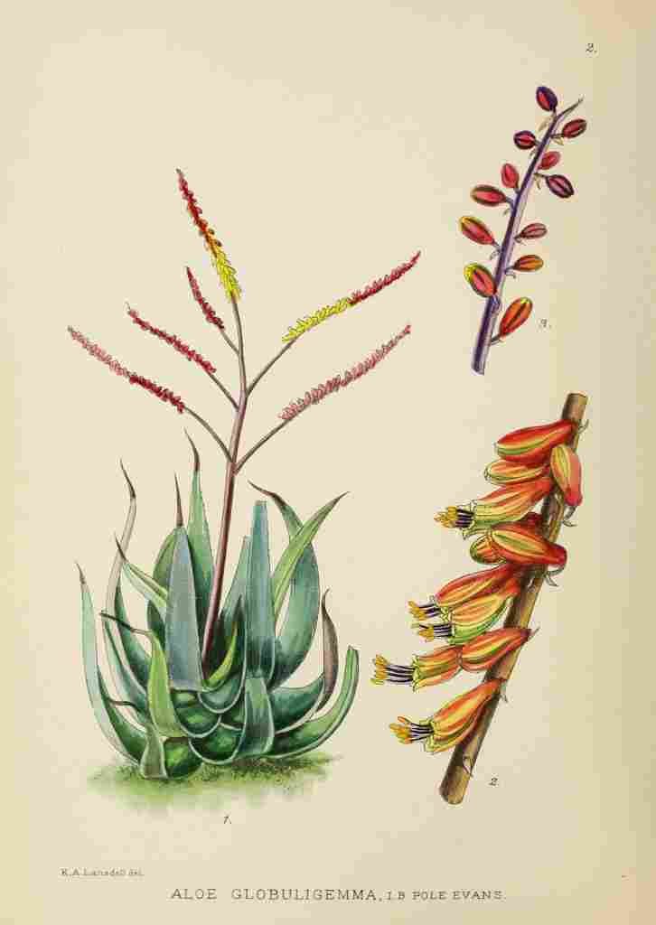 Lansdell KA 1921 Aloe Globuligemma A4 Photo Print