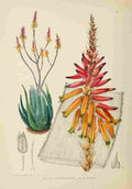 Lansdell KA 1921 Aloe Pienaarii A4 Photo Print