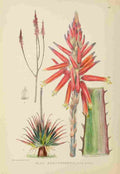 Lansdell KA 1921 Aloe Pretoriensis A4 Photo Print
