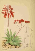 Lansdell KA 1921 Aloe Striata A4 Photo Print
