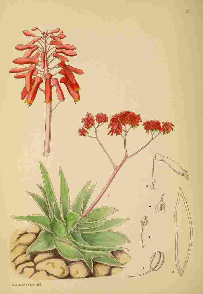 Lansdell KA 1921 Aloe Striata A4 Photo Print