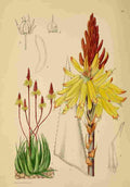 Lansdell KA 1921 Aloe Wickensil A4 Photo Print