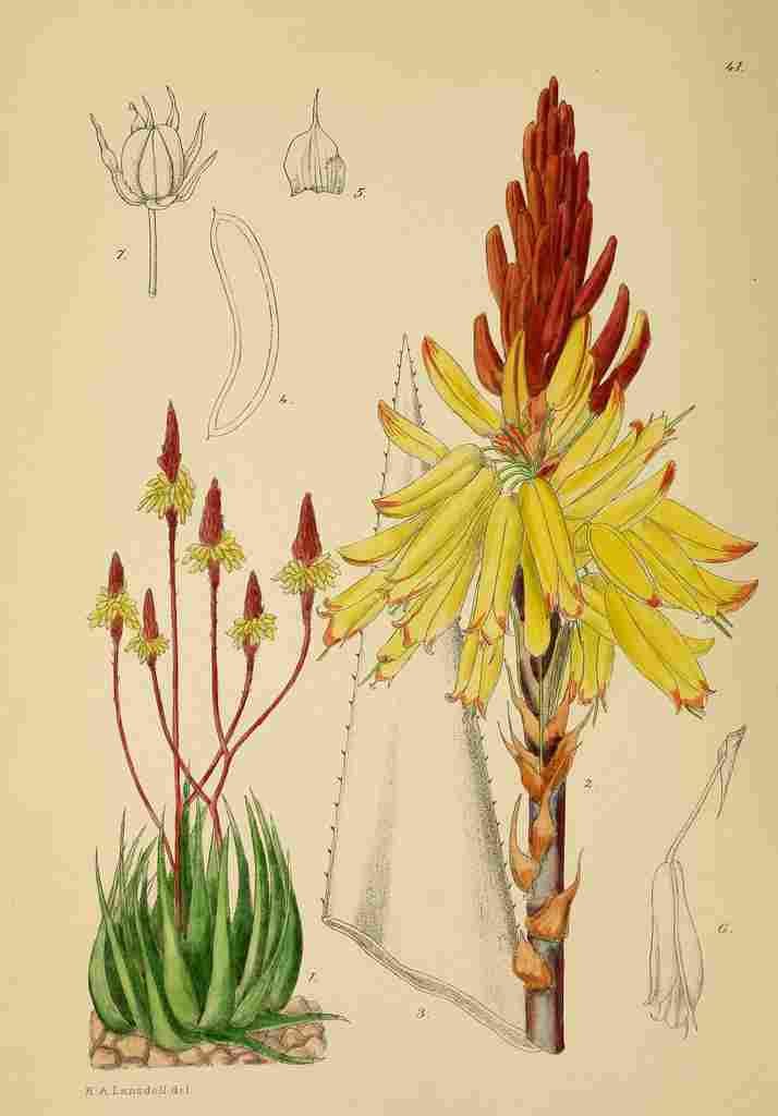 Lansdell KA 1921 Aloe Wickensil A4 Photo Print