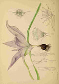 Lansdell KA 1921 Androcymbium Melanthioides A4 Photo Print