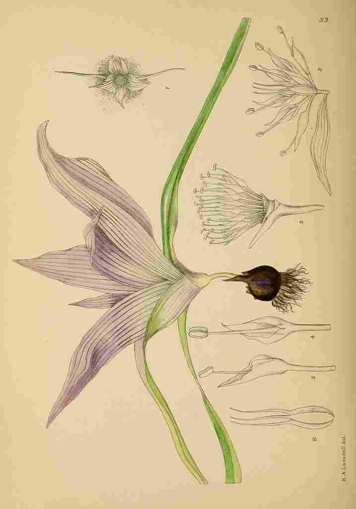 Lansdell KA 1921 Androcymbium Melanthioides A4 Photo Print