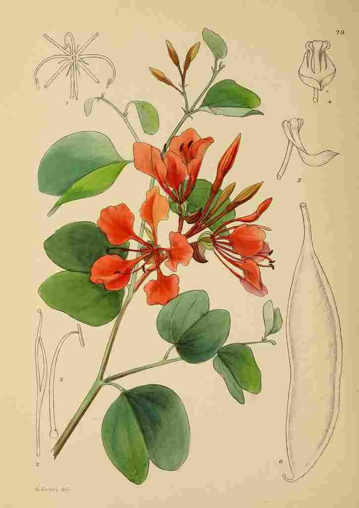 Lansdell KA 1921 Bauhinia Galpinii A4 Photo Print