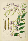 Lansdell KA 1921 Bolusanthus Speciosus A4 Photo Print