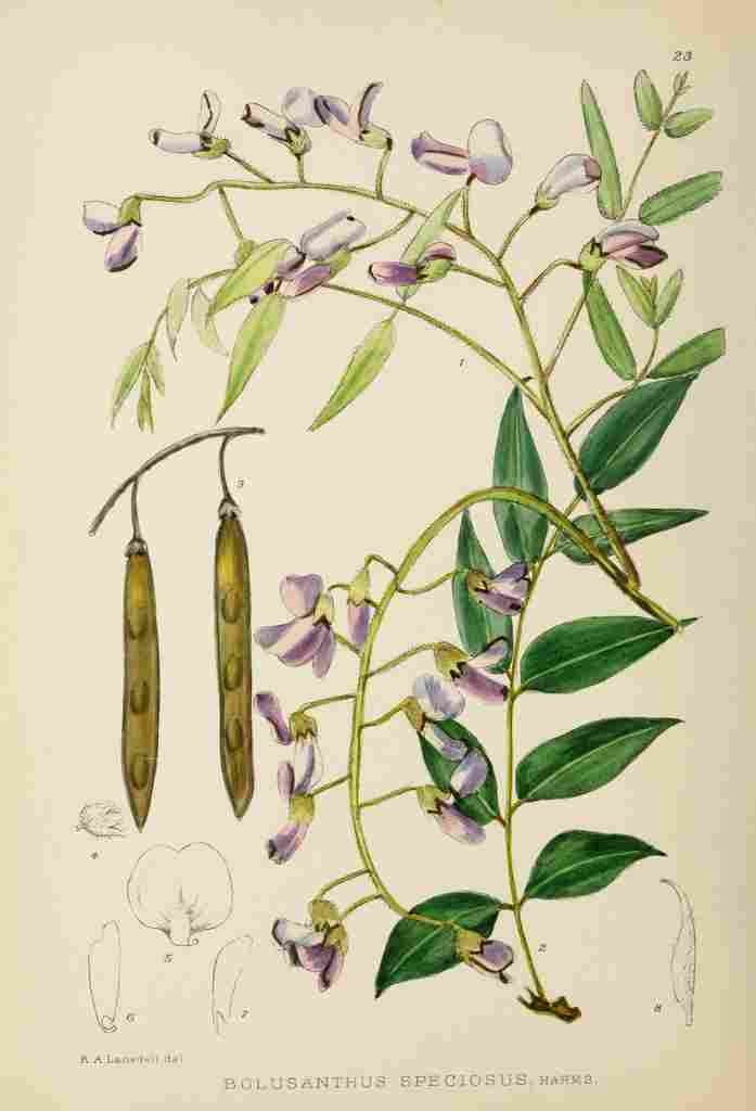 Lansdell KA 1921 Bolusanthus Speciosus A4 Photo Print