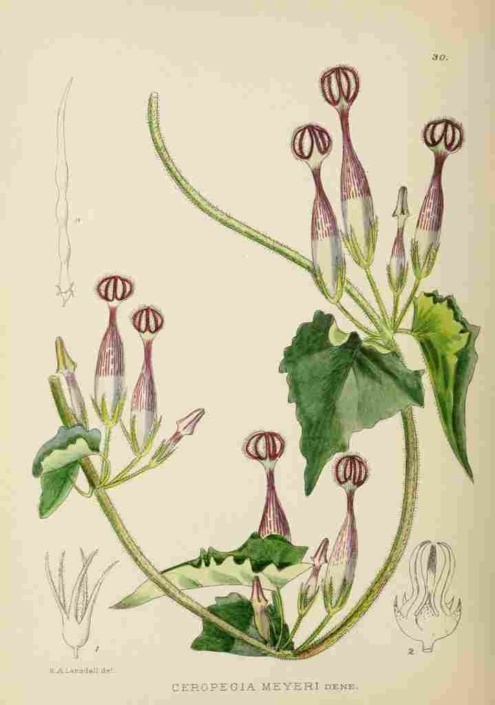 Lansdell KA 1921 Ceropegia Meyeri A4 Photo Print