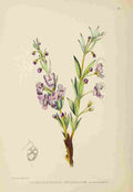 Lansdell KA 1921 Clerodendron Triphyllum A4 Photo Print