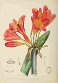 Lansdell KA 1921 Clivia Miniata A4 Photo Print