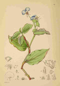 Lansdell KA 1921 Commelina A4 Photo Print