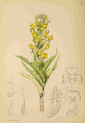 Lansdell KA 1921 Corycium Crispum A4 Photo Print