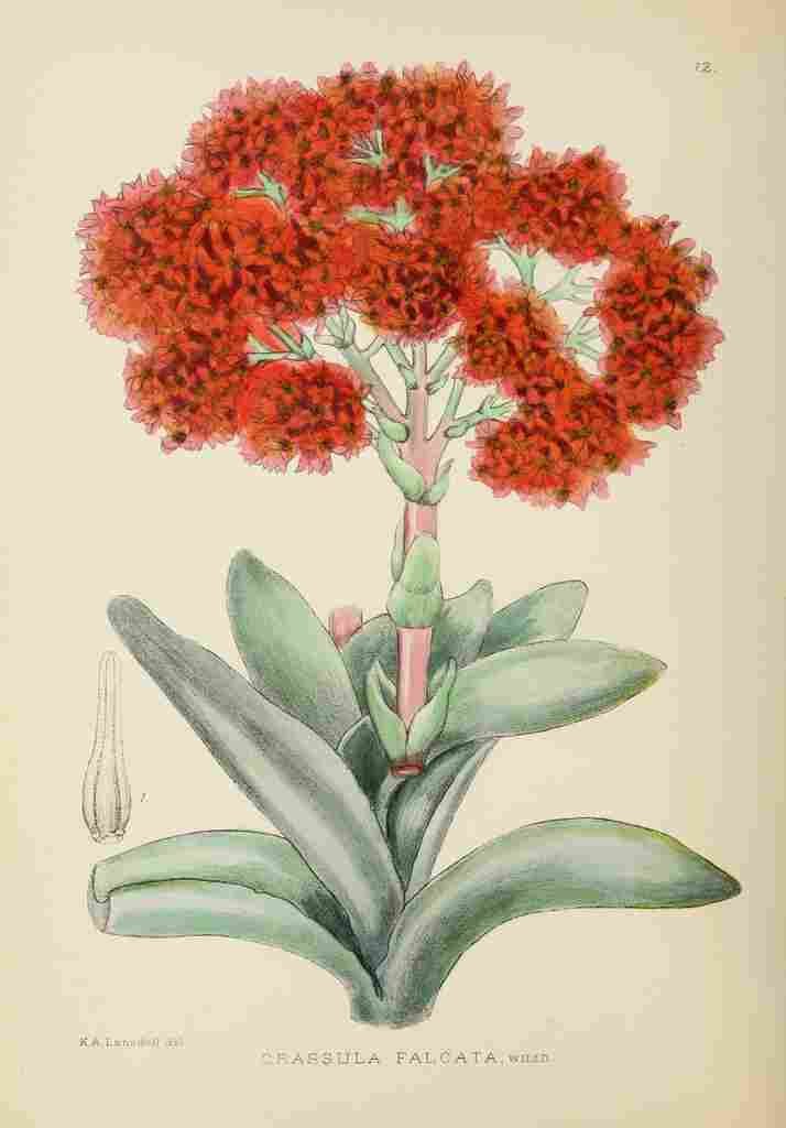 Lansdell KA 1921 Crassula Falcata A4 Photo Print