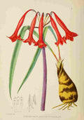 Lansdell KA 1921 Cyrtanthus Angustifolius A4 Photo Print